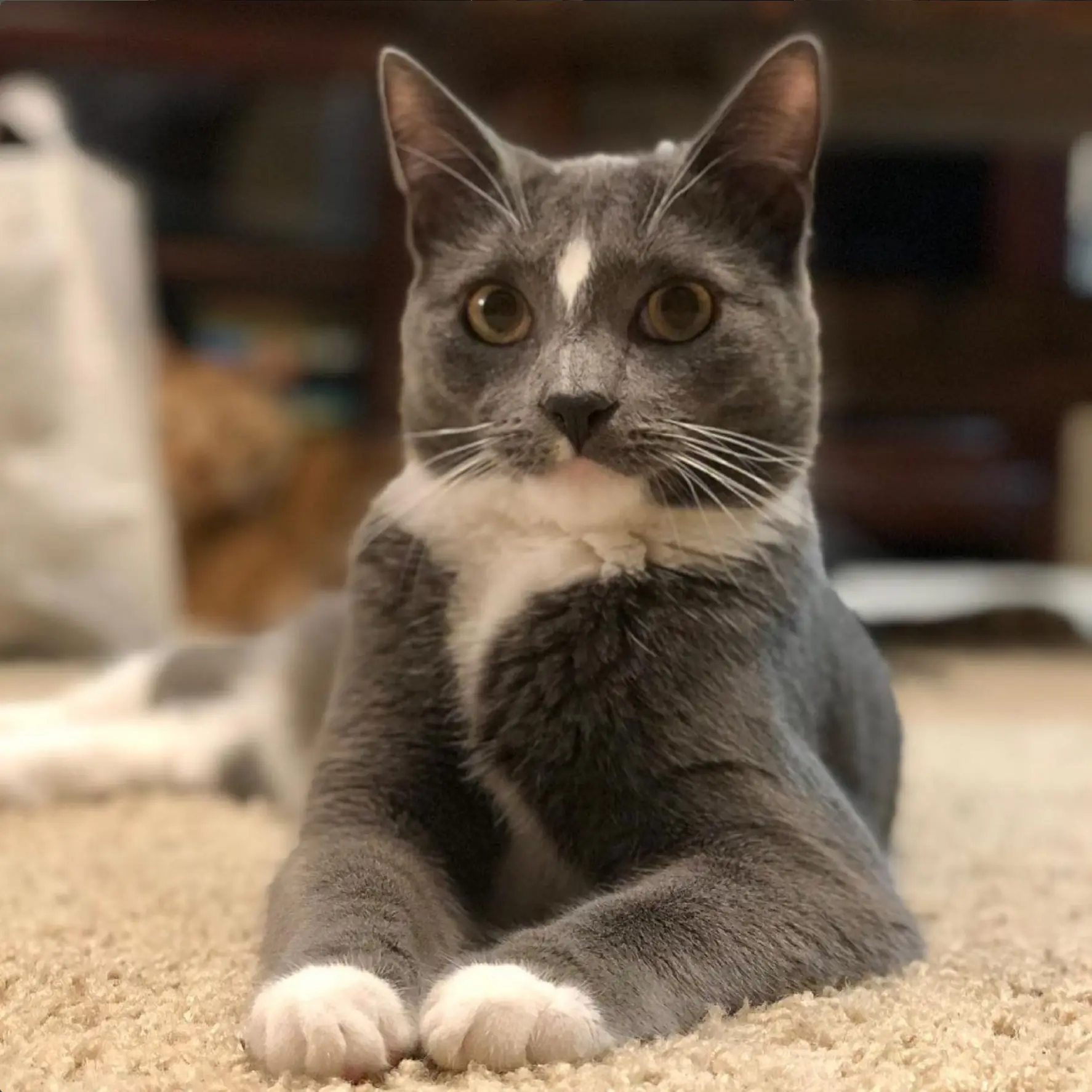 Nugget arrives prepared to hear the issues. Snacks remain his top priority.